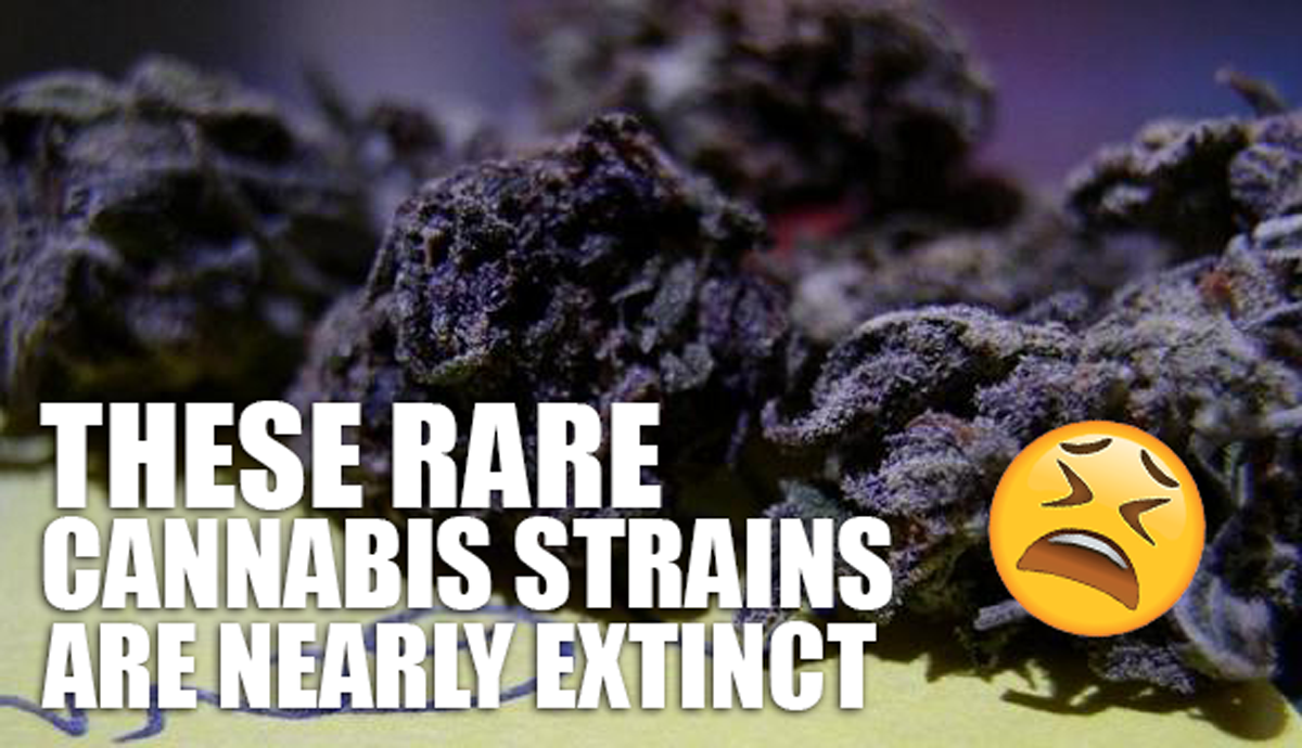 THESE RARE CANNABIS STRAINS ARE NEARLY EXTINCT | Rare Cannabis